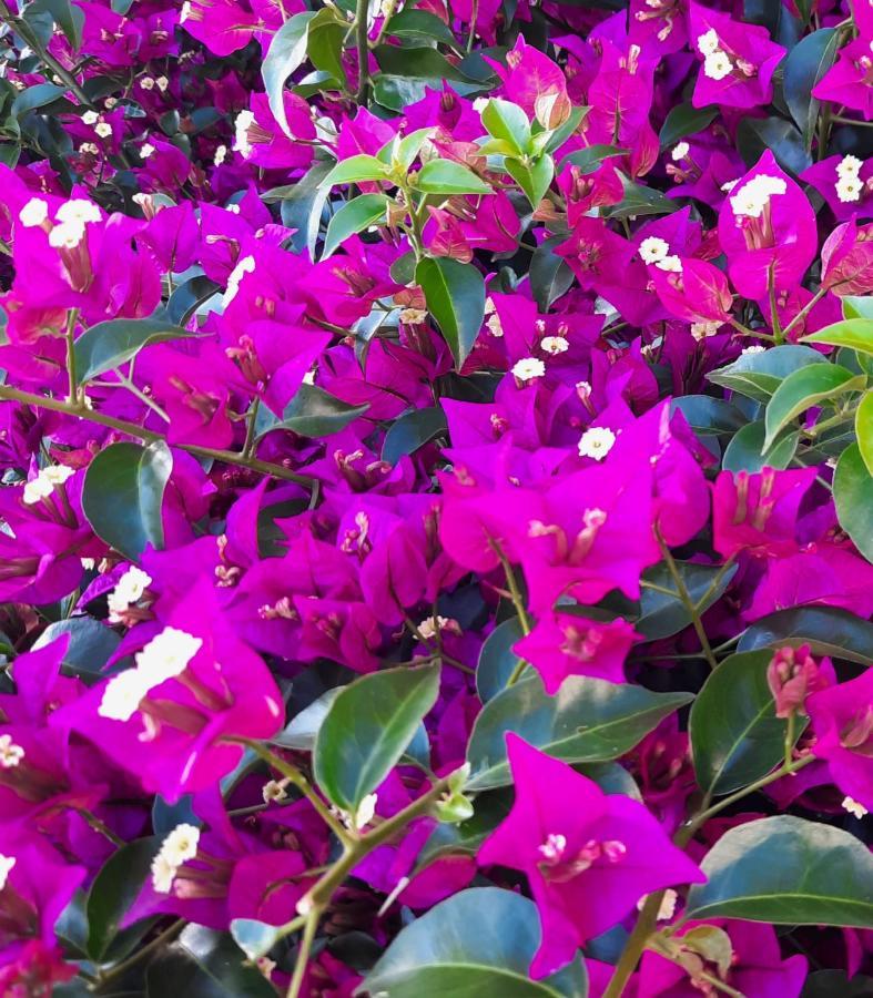 Fiori Del Conero Villa Ancona Exteriör bild